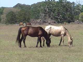 Photo: Feral Horses